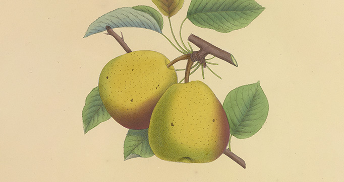 The nurseryman's pocket specimen book