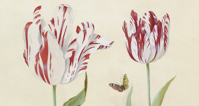 The Tulip Book