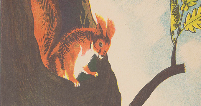 Wiewióreczki (Squirrels)