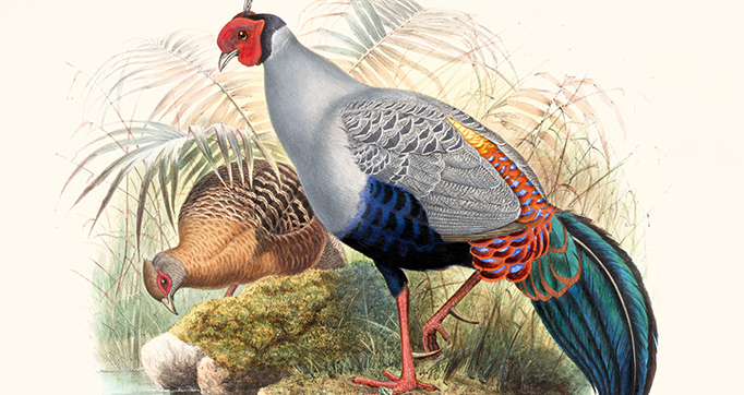 A Monograph of the Phasianidae or Family of the Pheasants