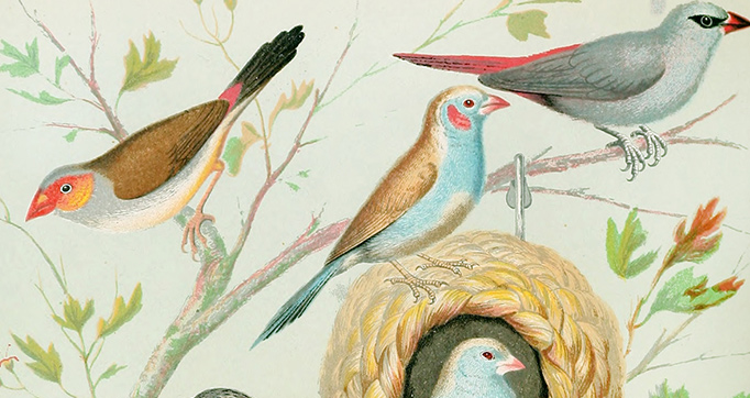 The illustrated book of canaries and cage-birds, British and foreign