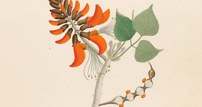 Drawings of plants collected at Cape Town