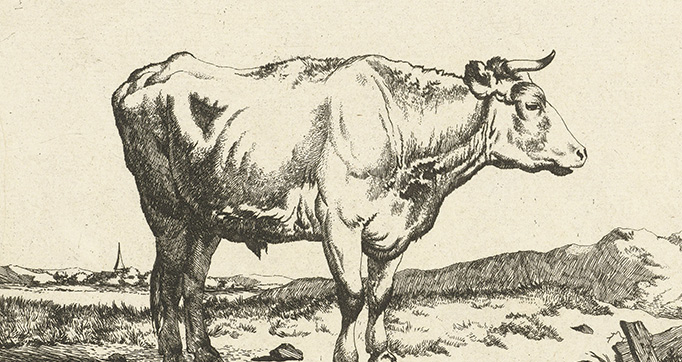 Cattle