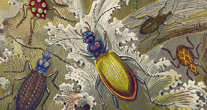 Curiosities of Entomology