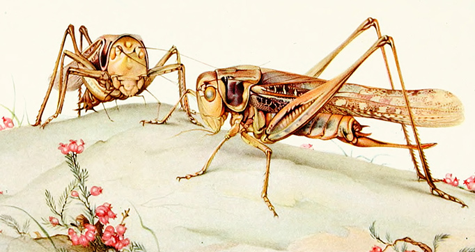 Fabre’s Book of Insects