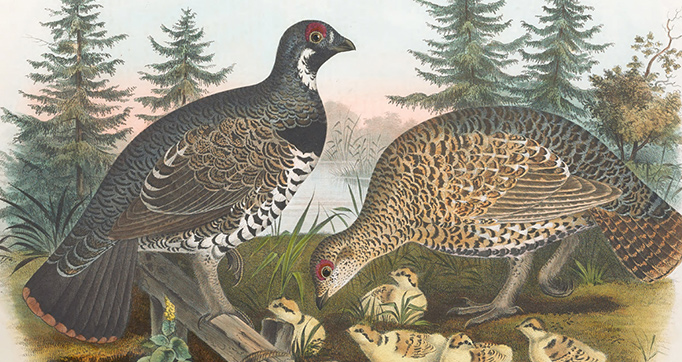 A monograph of the Tetraoninae or Family of the grouse