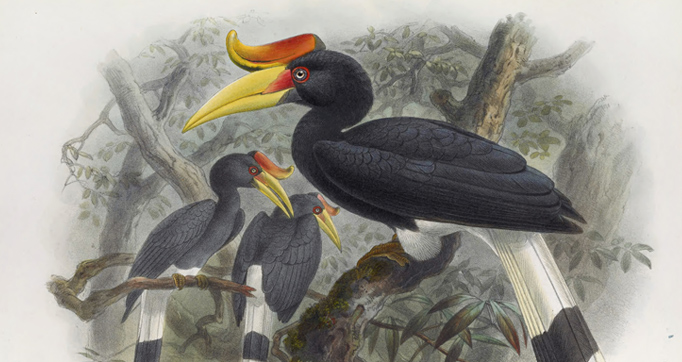 Monograph of the Bucerotidæ or Family of the Hornbills