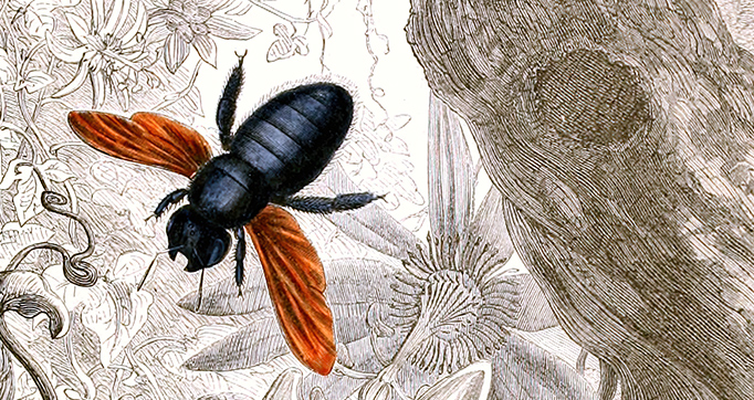 Histoire naturelle iconographique des insectes