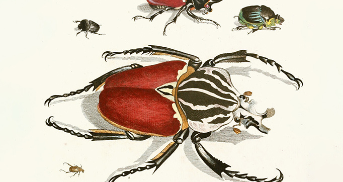 Dr. Sulzer’s Short History of Insects