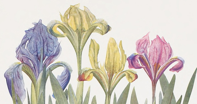 The genus Iris
