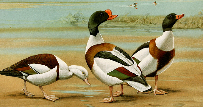 A natural history of the ducks