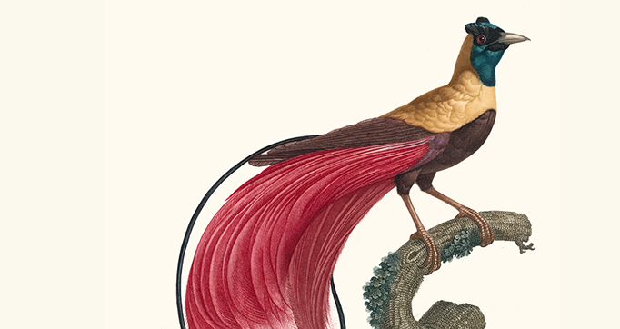Histoire naturelle des oiseaux de paradis et des rolliers : suivie de celle des toucans et des barbus