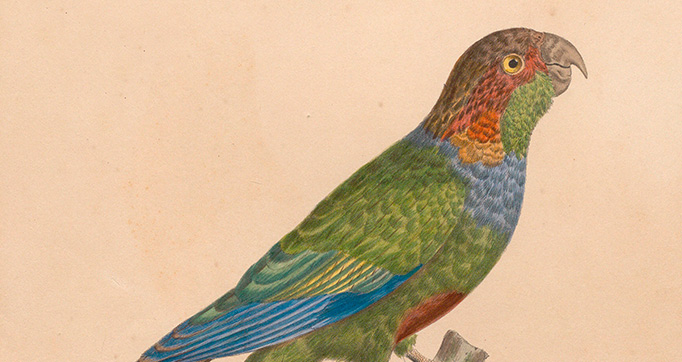 Planches d'ornithologie - perruches