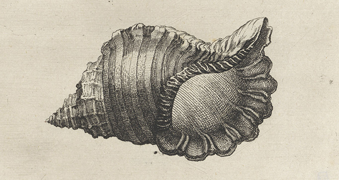 Shells