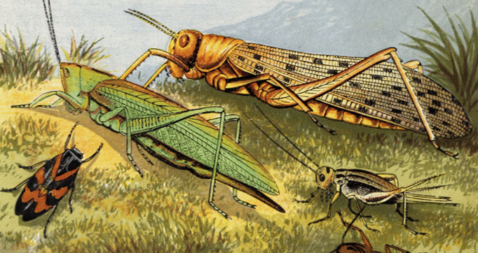 Sketches of British insects