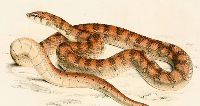 Illustrations of the zoology of South Africa